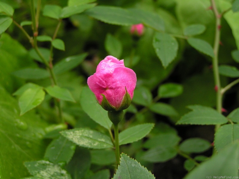 '1-72-1DLFED3' rose photo