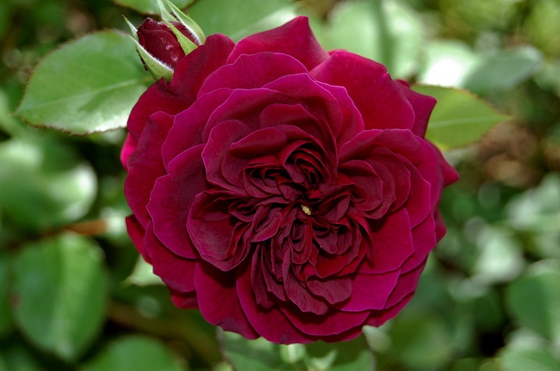 'Tradescant' rose photo
