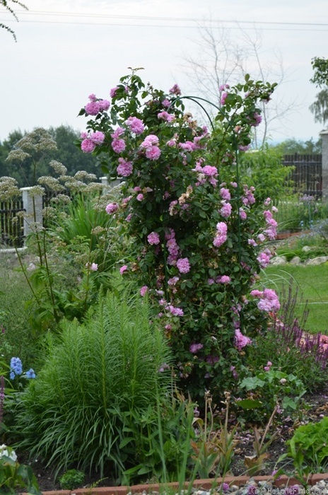 'Ispahan (damask, Unknown, before 1827)' rose photo