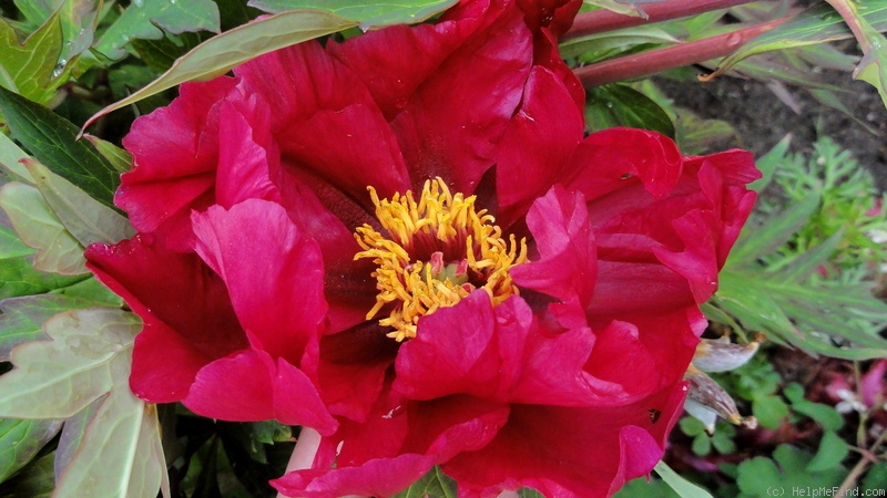 'Chinese Dragon' peony photo