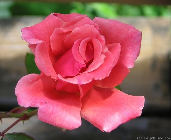 'Honeysweet' rose photo