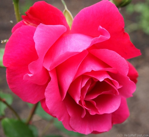 'Oreanda' rose photo