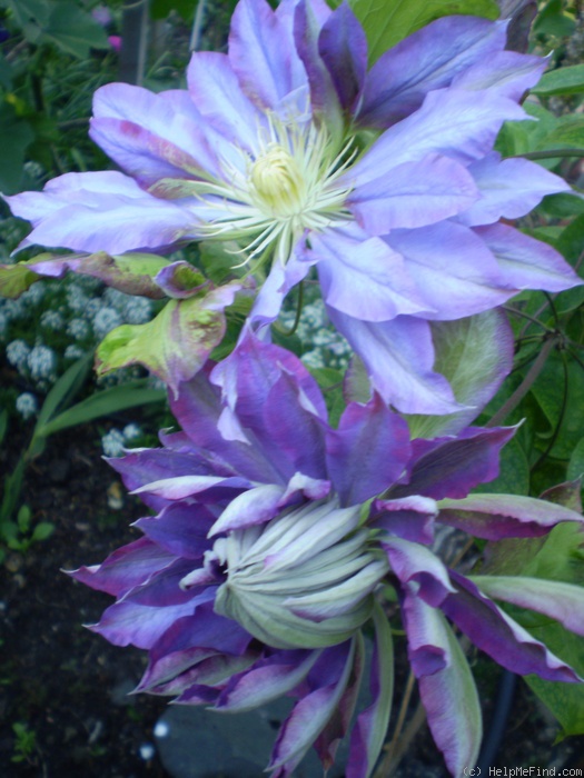 'Beauty of Worcester' clematis photo