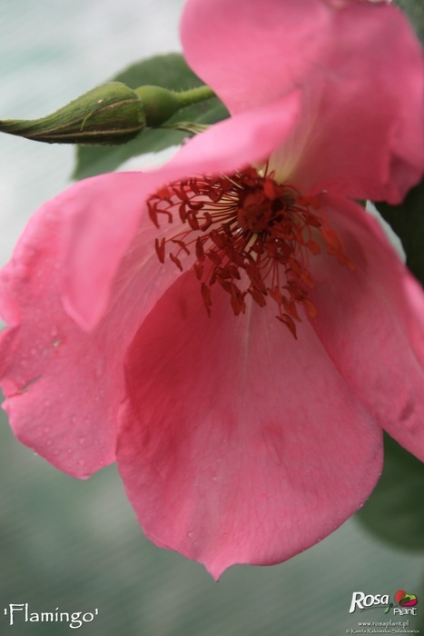 'Flamingo (hybrid rugosa, Howard, 1956)' rose photo