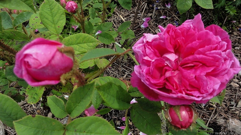 'Princesse Bacchiochi' rose photo
