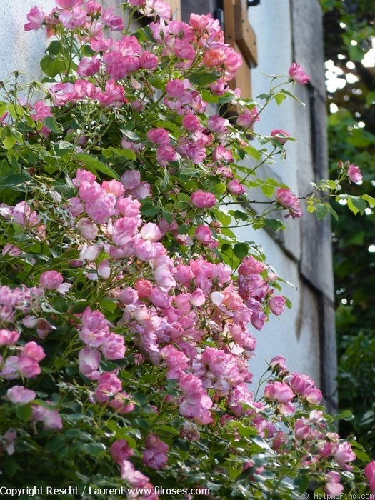 'Suzon' rose, click to enlarge 'Suzon' rose photo