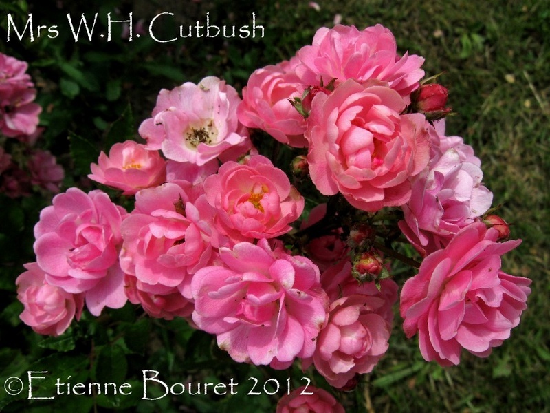 'Mrs. W. H. Cutbush' rose photo