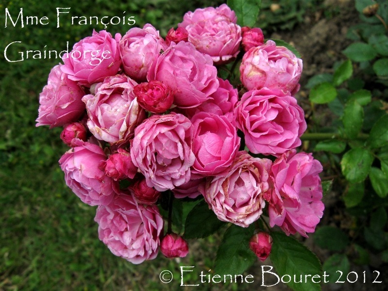 'Madame François Graindorge' rose photo