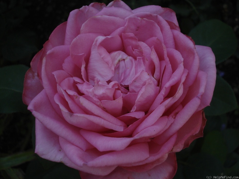 'Mon Petit Chou ®' rose photo