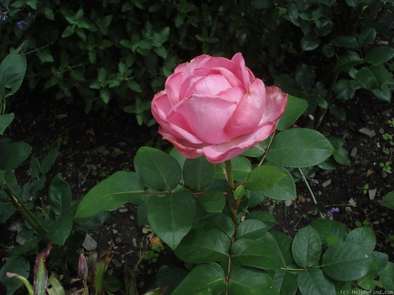 'Mon Petit Chou ®' rose photo