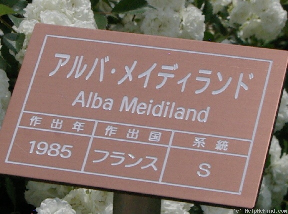 'Alba Meillandina ®' rose photo