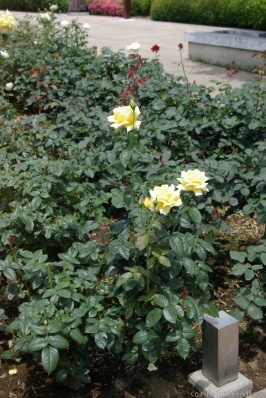 'Amatsuotome' rose photo