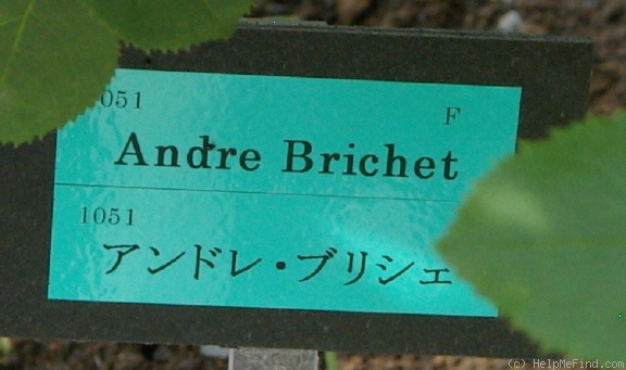 'André Brichet' rose photo