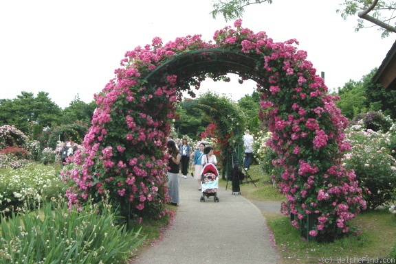'Angela ® (floribunda, Kordes, 1975/84)' rose photo
