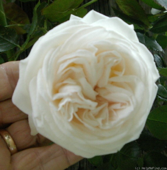 'Blanc Pierre de Ronsard' rose photo