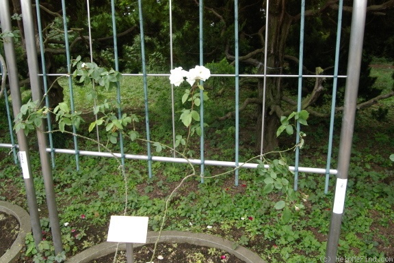 'Caledonia, Cl.' rose photo
