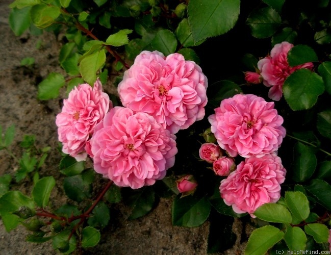 'Pink Swany' rose photo