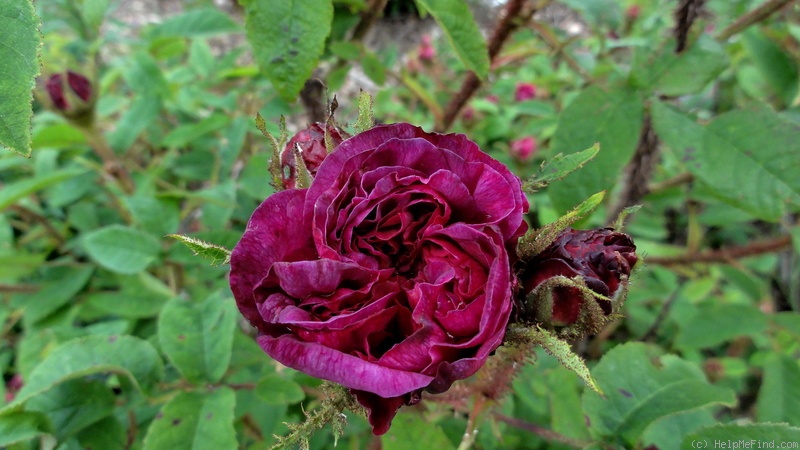 'Deuil de Paul Fontaine' rose photo
