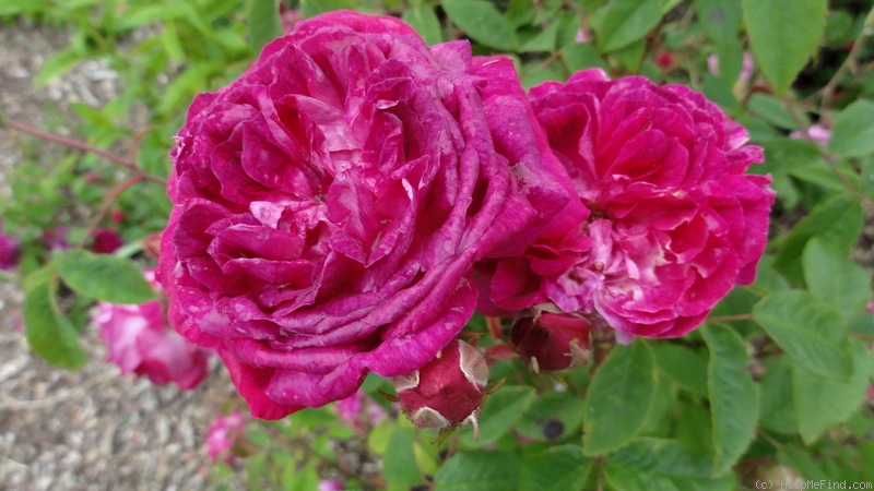 'Beau Narcisse' rose photo