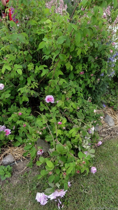 'Ypsilanti (gallica, Vibert, 1821)' rose photo