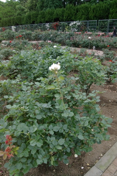 'Ginseikei' rose photo