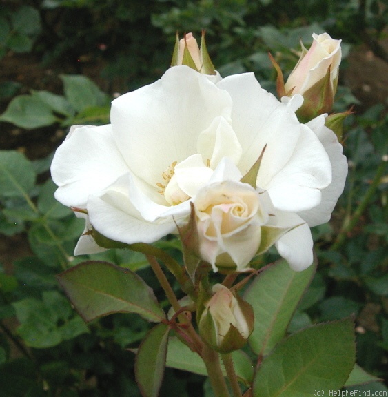 'Ginseikei' rose photo