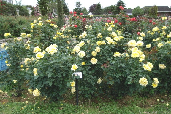 'Graceland (hybrid tea, Warriner, 1986)' rose photo