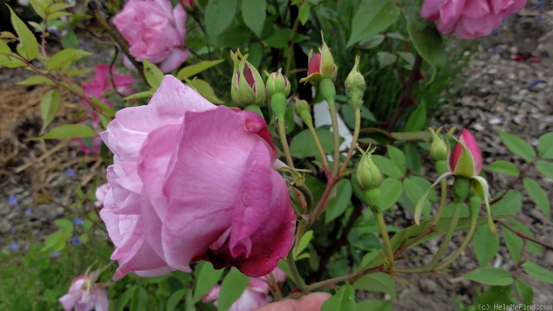 'Empress of China' rose photo