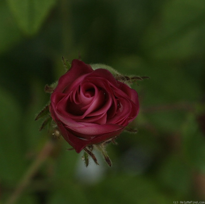 'Engeline' rose photo