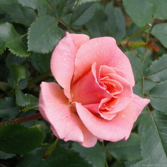 'Kalinka (floribunda, Meilland, 1969)' rose photo