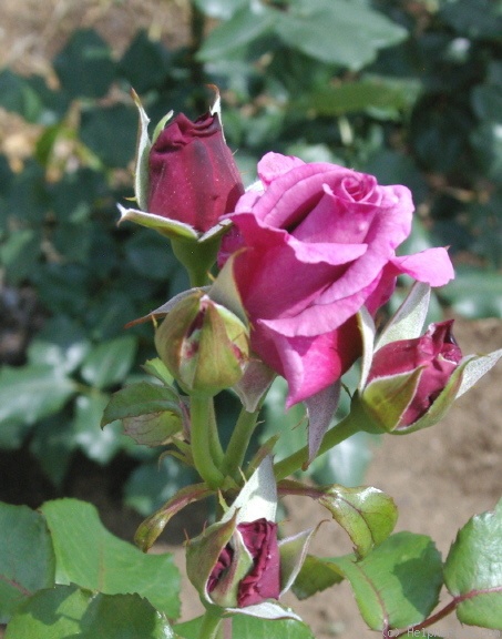'Moon Shadow ™ (hybrid tea, Christensen, 1995)' rose photo