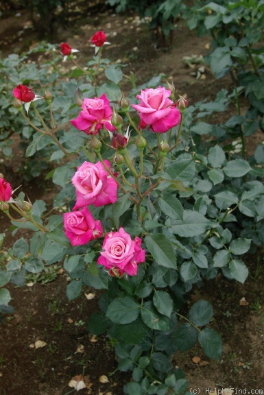 'Princess Chichibu' rose photo