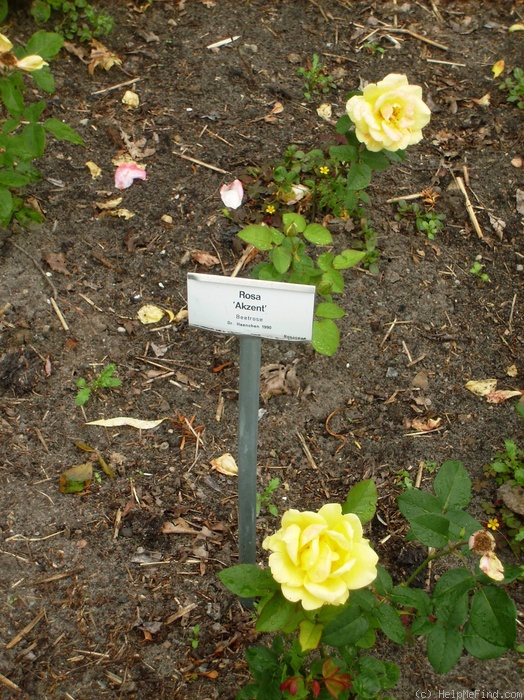 'Akzent' rose photo