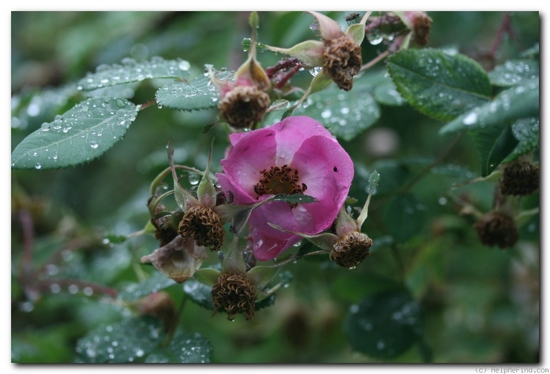 '<i>Rosa pendulina</i> var. <i>pubescens</i> (Koch) R. Keller synonym' rose photo