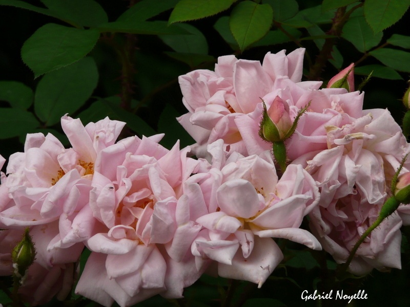 'Gabriel Noyelle' rose, click to enlarge 'Gabriel Noyelle' rose photo
