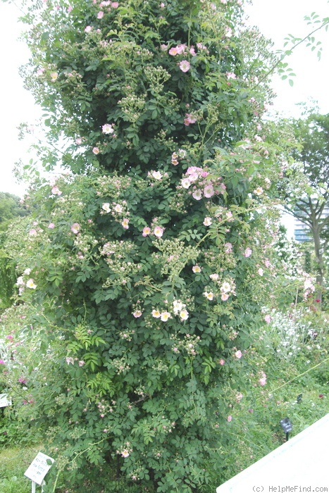 'Kew Rambler' rose photo