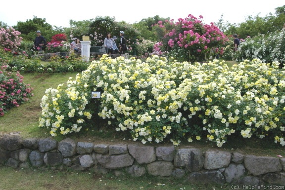 'Limoncello' rose photo