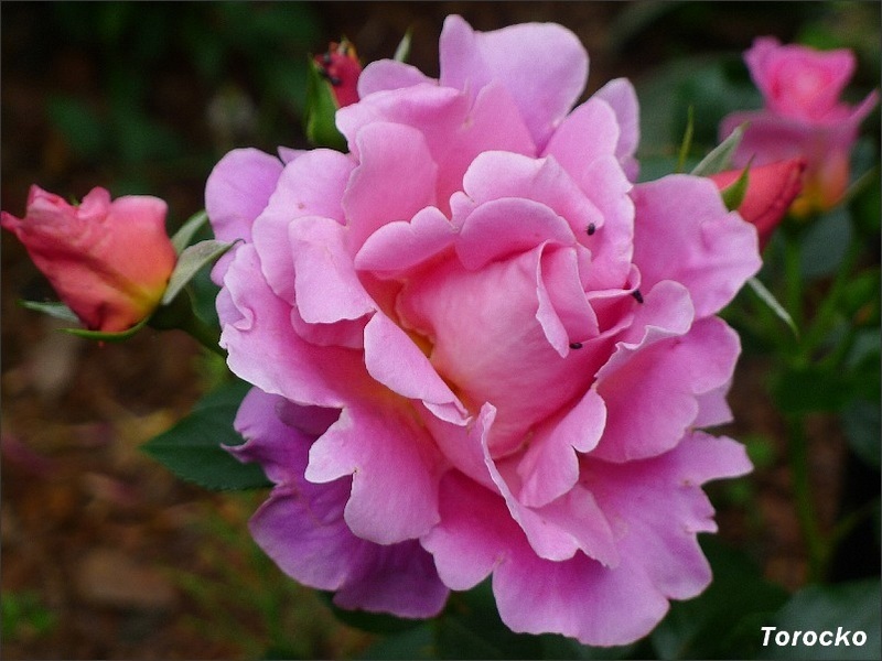 'Torockó' rose photo