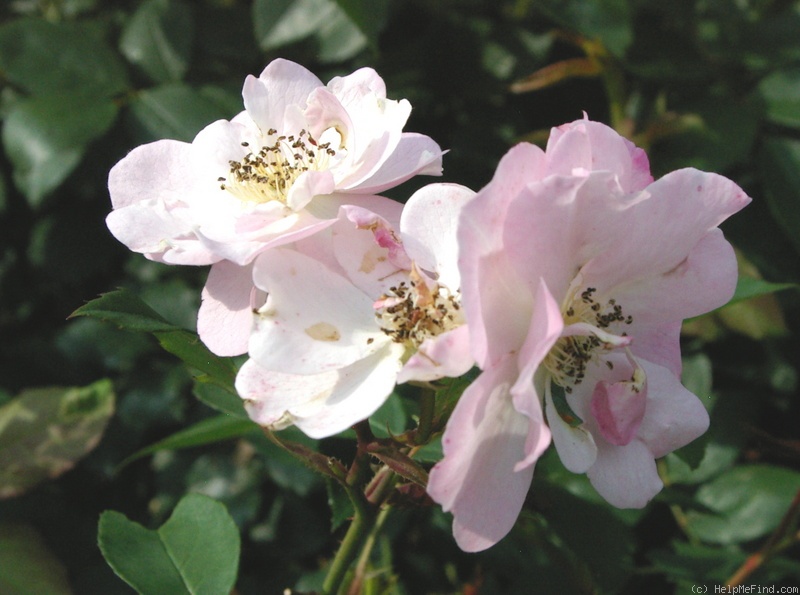 'Hina-Matsuri' rose photo