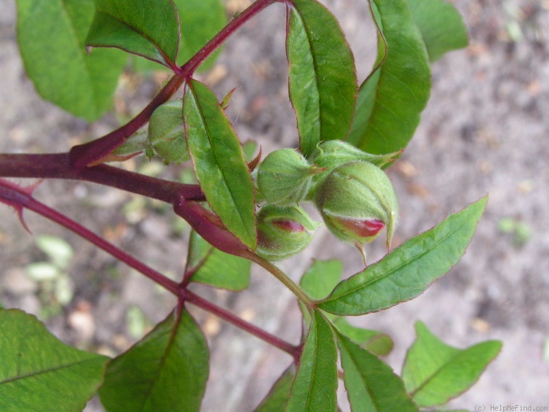 'Annie Laurie McDowell' rose photo