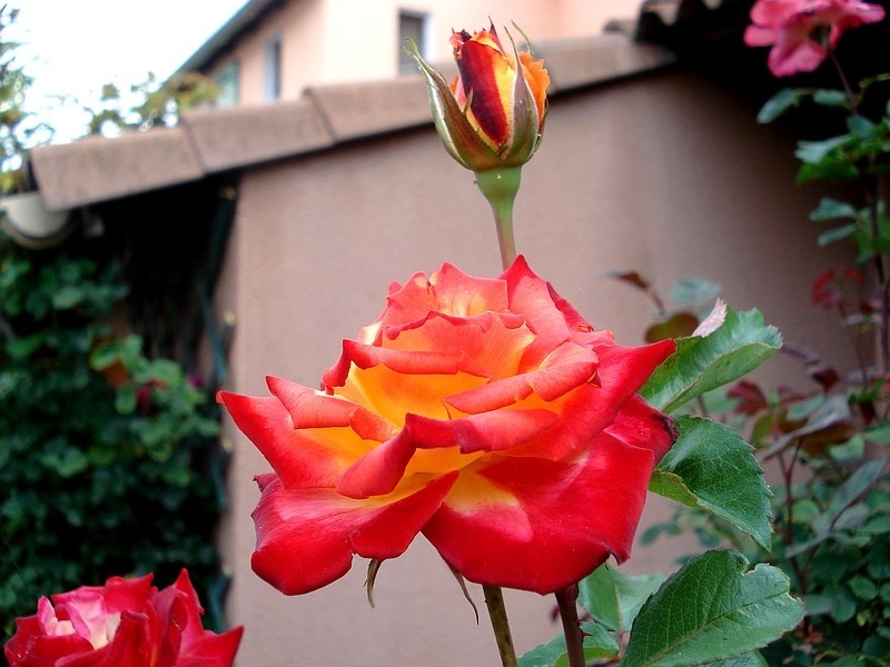 'Chateau Giscours' rose photo