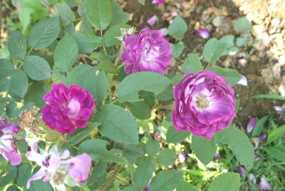 'William Lobb (Moss, Laffay 1855)' rose photo