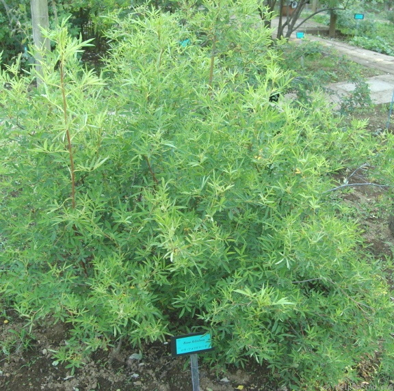 '<i>Rosa foliolosa</i> Nutt. ex Torr. & A.Gray' rose photo