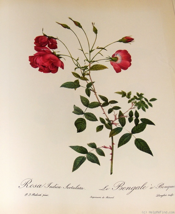 '<i>Rosa semperflorens</i> var. <i>multiflora</i>' rose photo