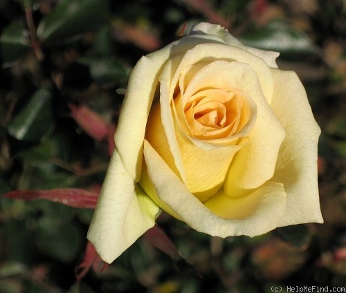 'Sunny Afternoon' rose photo