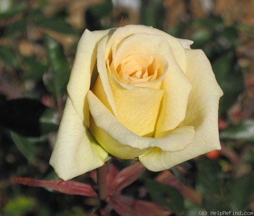 'Sunny Afternoon' rose photo