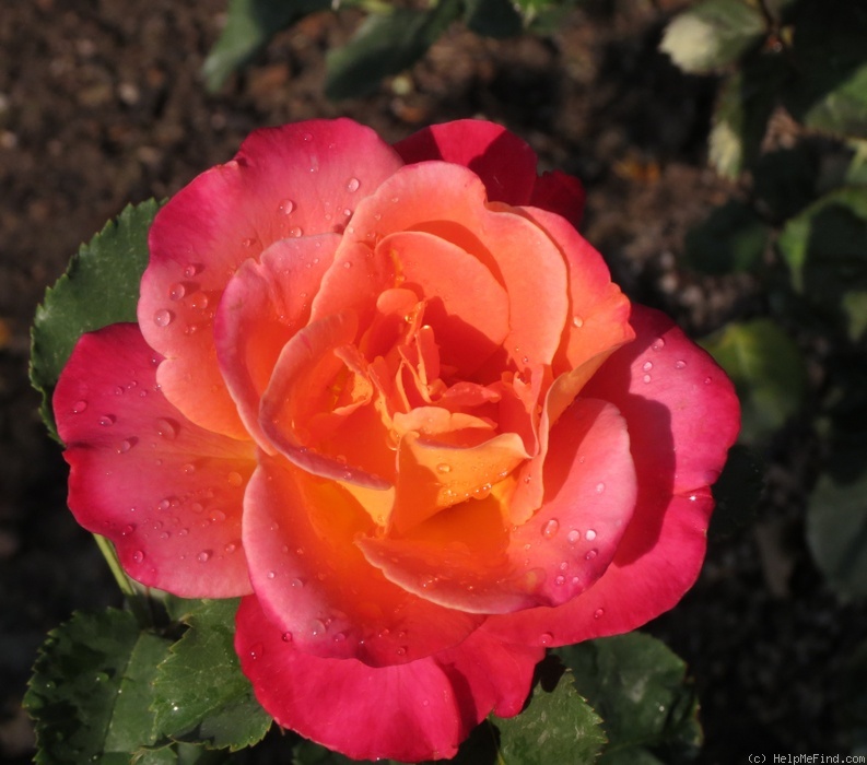 'Granada (hybrid tea, Lindquist, 1963)' rose photo