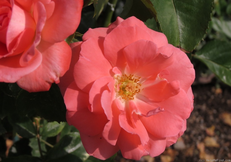 'Dicky ®' rose photo