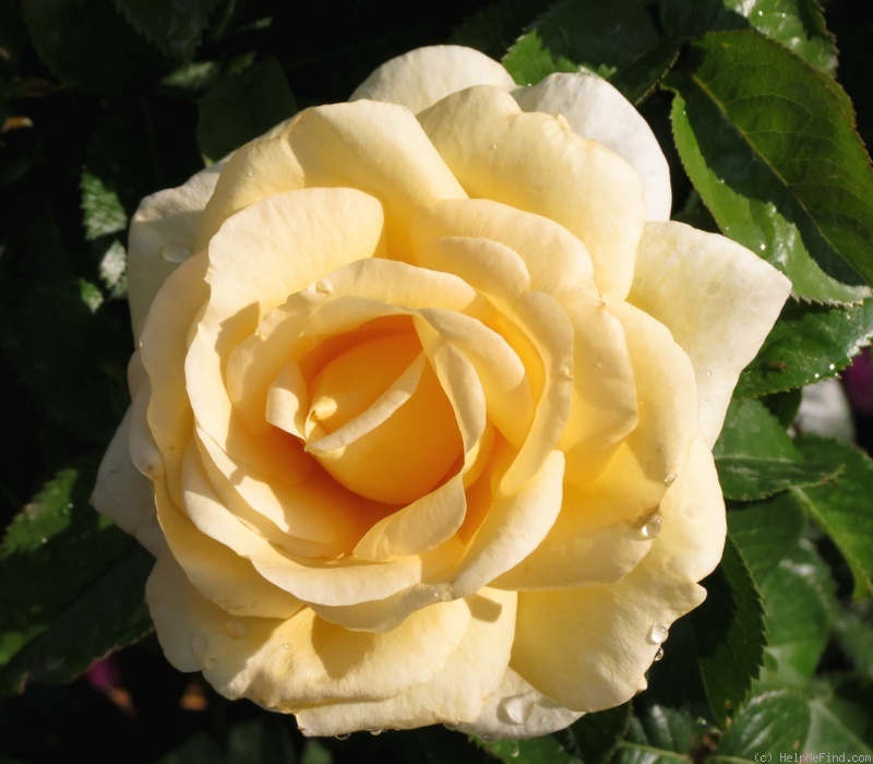 'Sunshine Daydream' rose photo