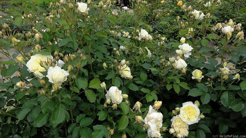 'Gartenarchitekt Günther Schulze' rose photo